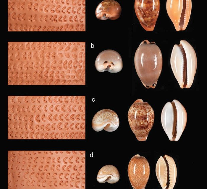 Identifican herramientas empleadas en la decoración de cerámica durante el Neolítico