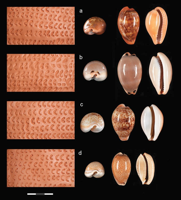 tallasdos