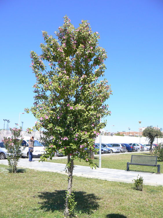 Pica-pica (Lagunaria patersonii)