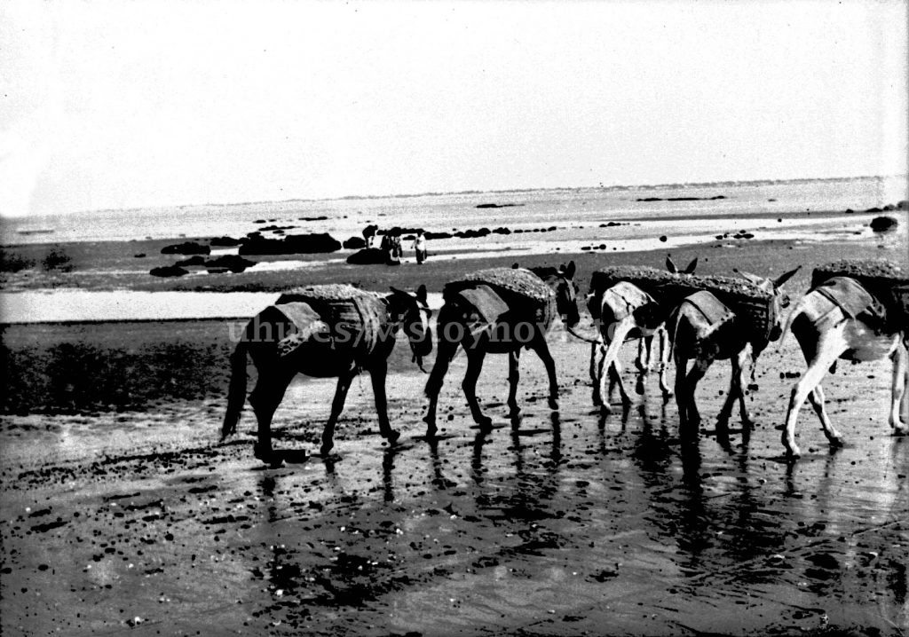 losada-ficha-2-burros-de-carga-junto-al-mar-copia