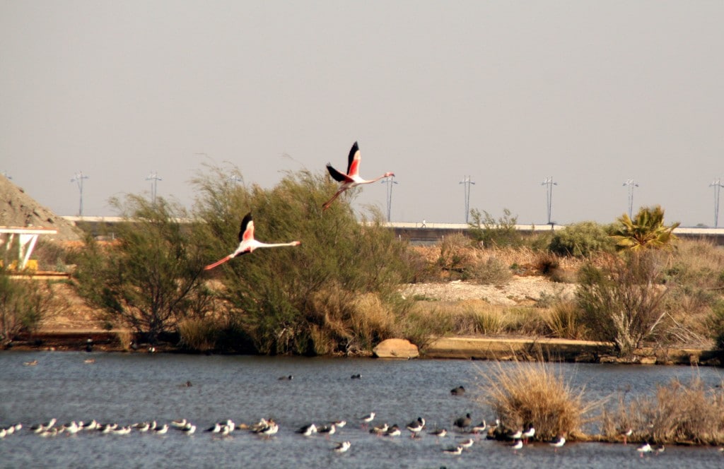 Parque Nacional de Doñana en imagen de archivo