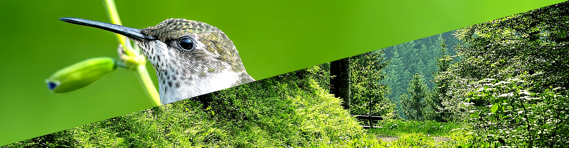 Doble Grado en Ciencias Ambientales, Ingeniería Forestal y Medio Natural