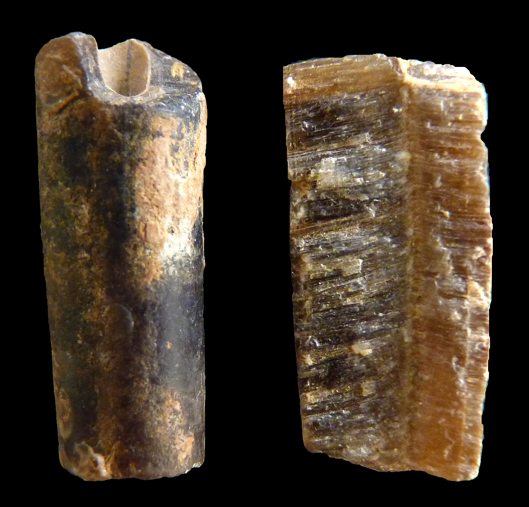 Museo Virtual De Paleontolog a Universidad De Huelva