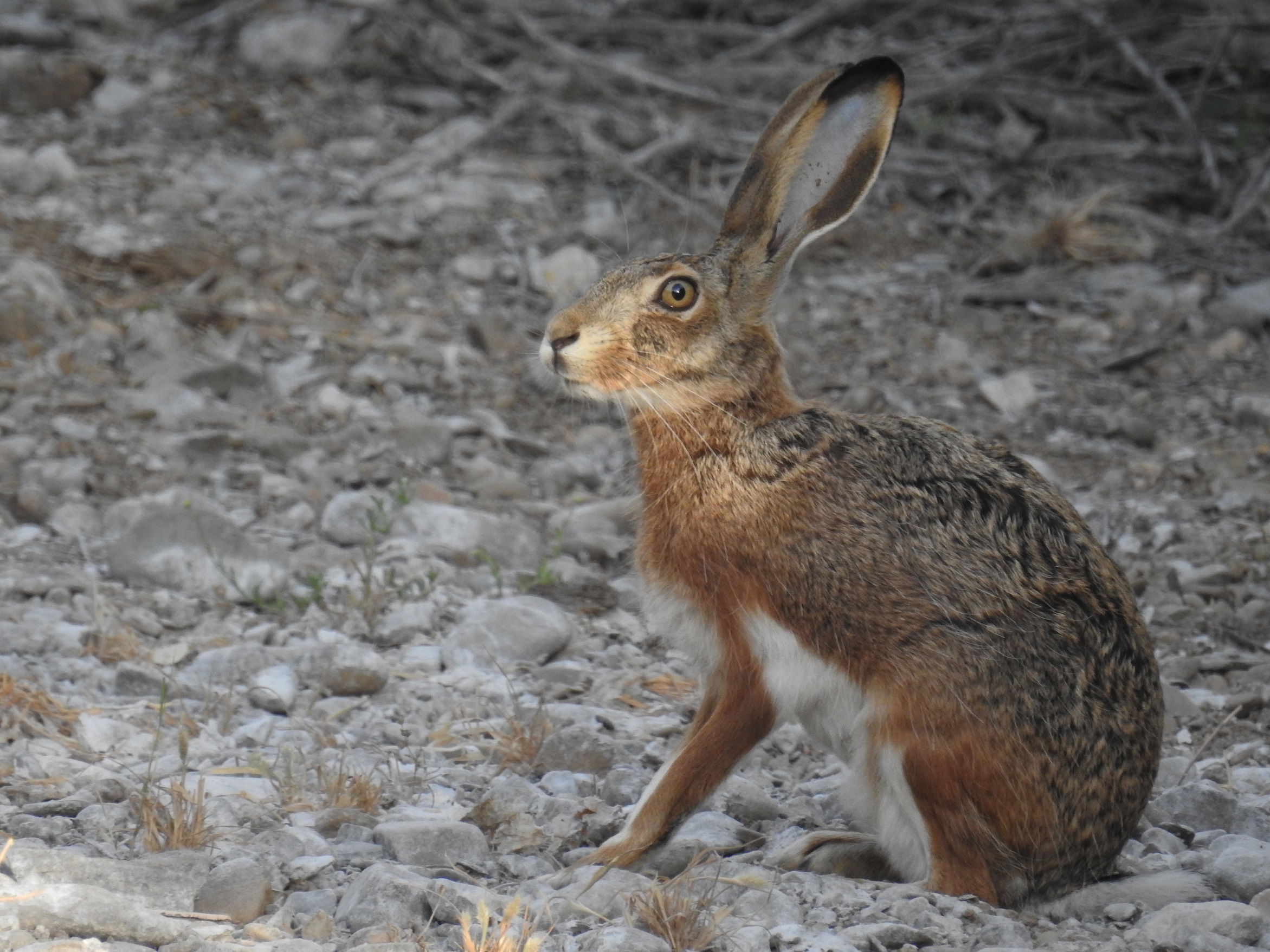 Liebre ibérica en imagen de archivo