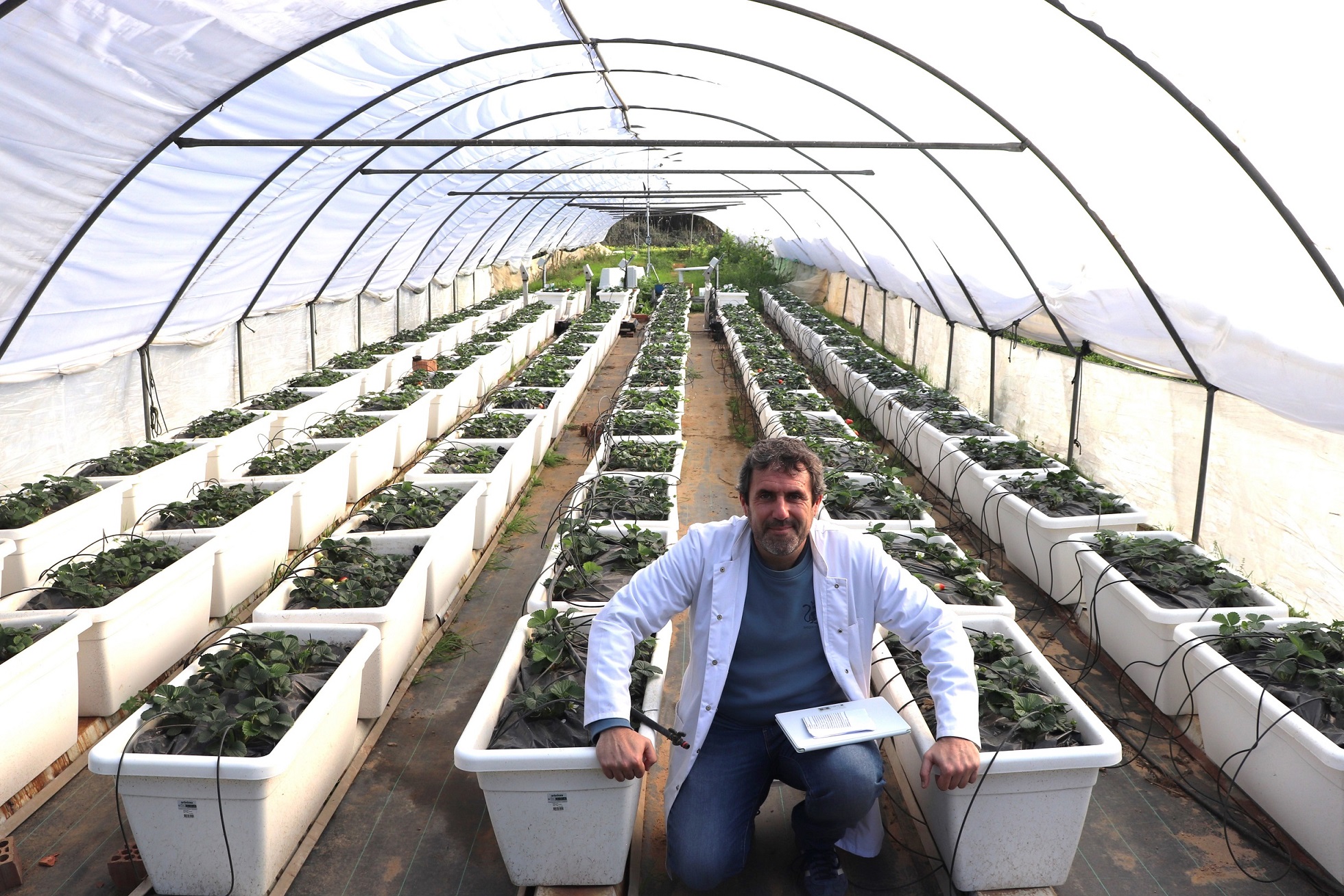 La UHU estudia el uso de bioestimulantes de algas marinas para reducir el impacto de la sequía y patógenos de suelo en el cultivo de la fresa