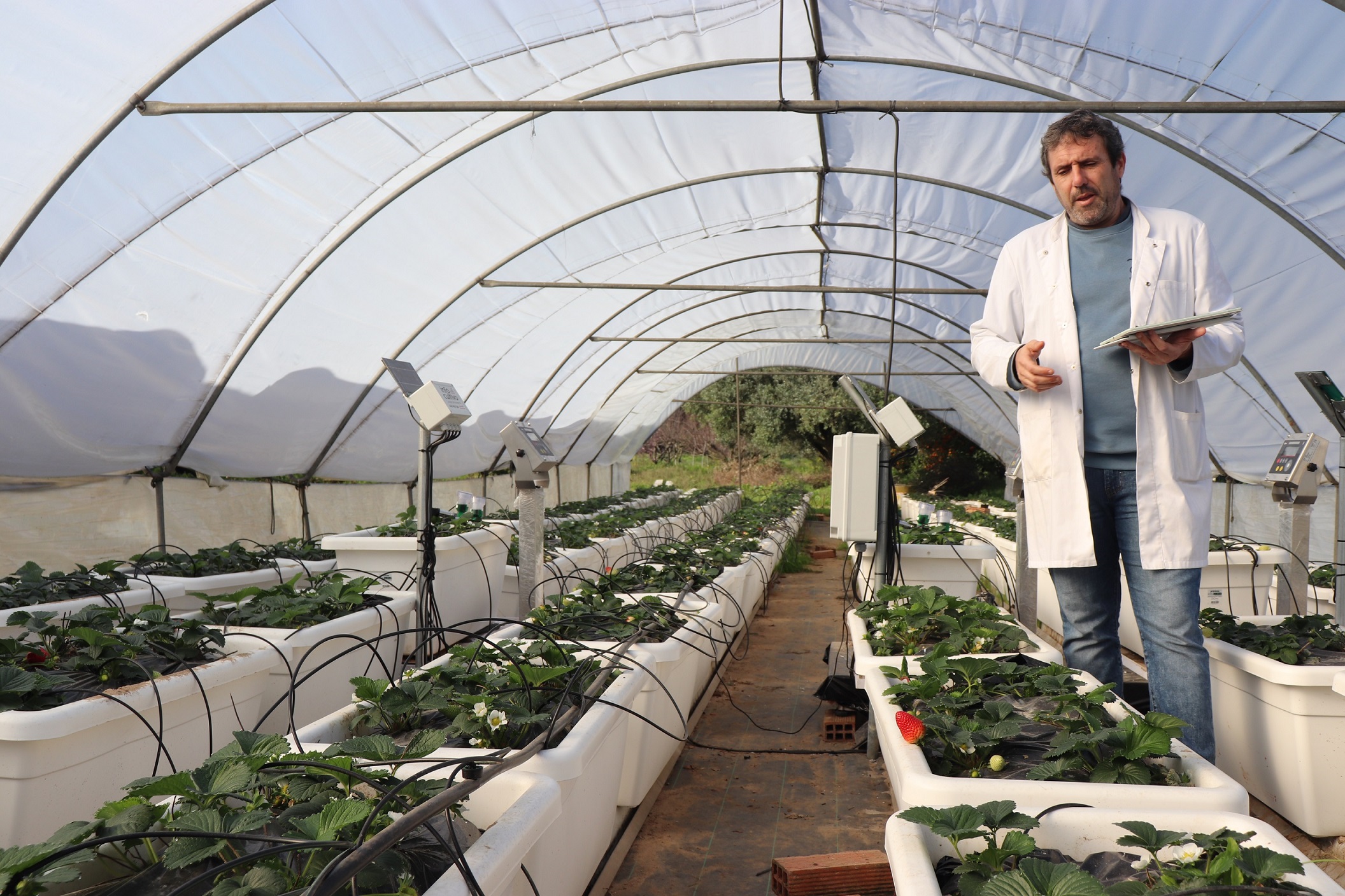 La UHU estudia el uso de bioestimulantes de algas marinas para reducir el impacto de la sequía y patógenos de suelo en el cultivo de la fresa